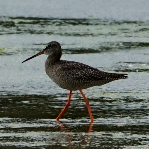 welke vogel is dit ?